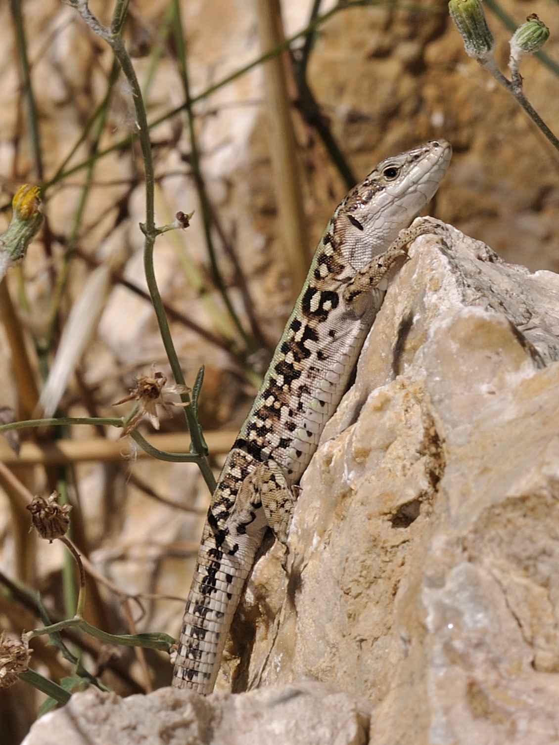 Lacertidae  (Podarcis siculus